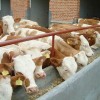 山东广源牧业最大肉牛羊养殖场